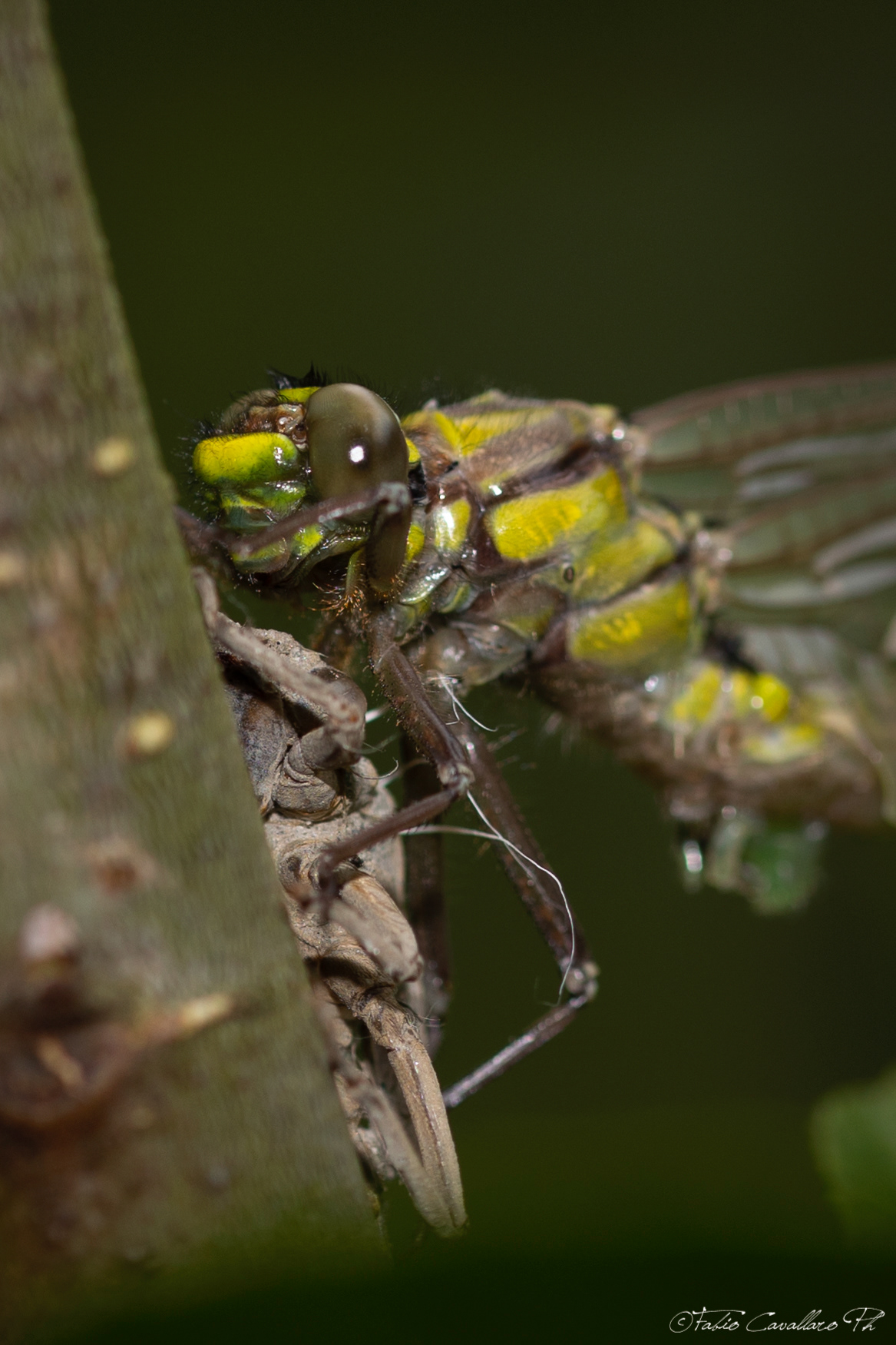 natura entomología libellula dragonfly insect Nature Photography 