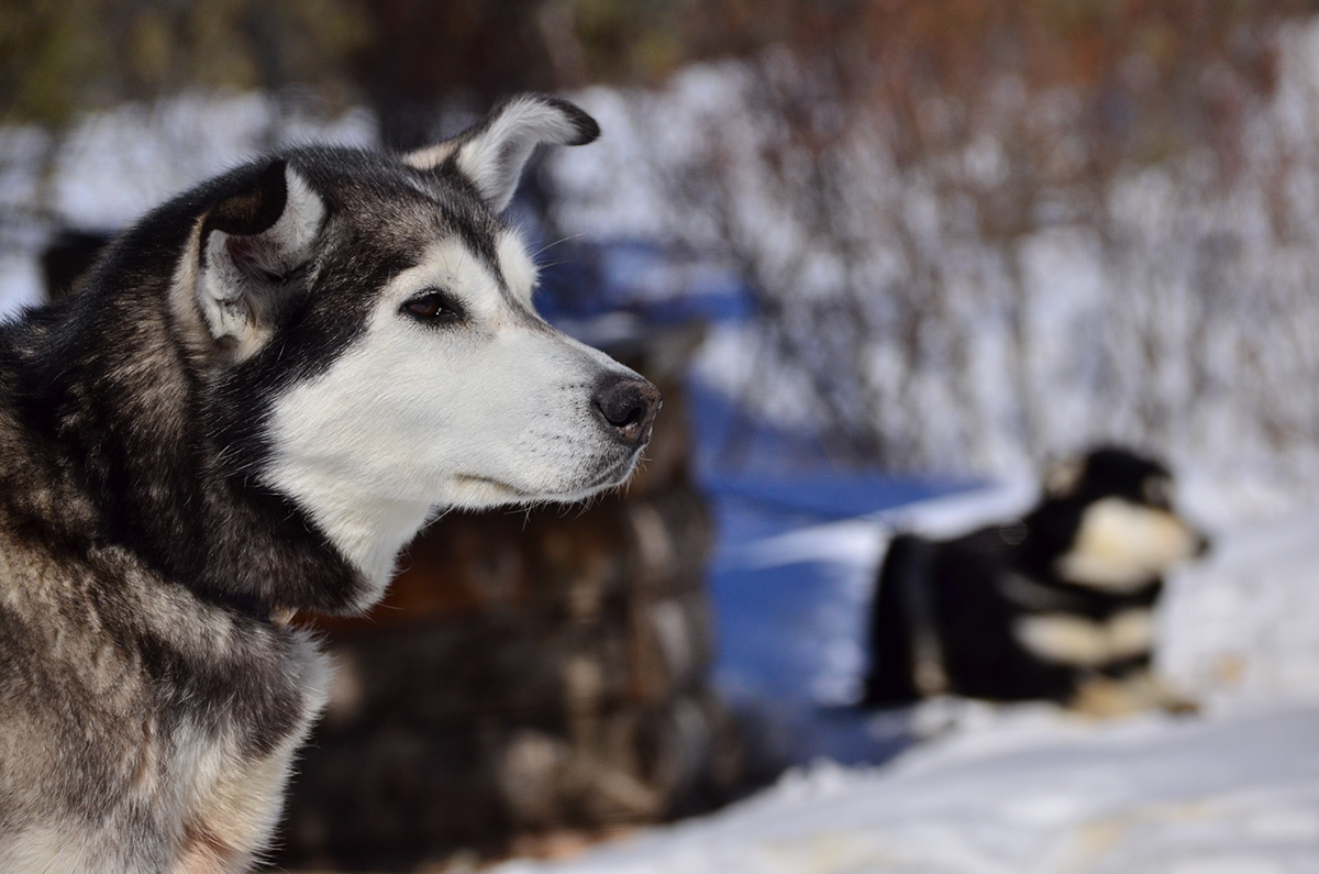 Alaska animals dogs denali national park Dog Sledding