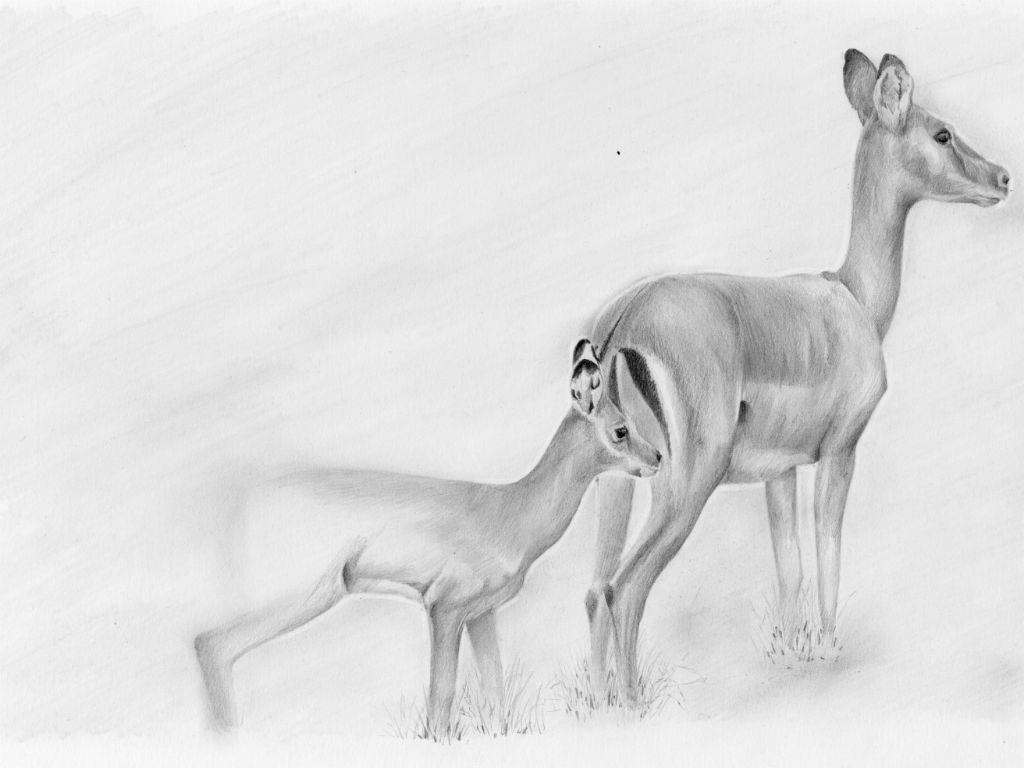wildlife art Wildlife Illustration scientific illustration African Art animal art animal illustration