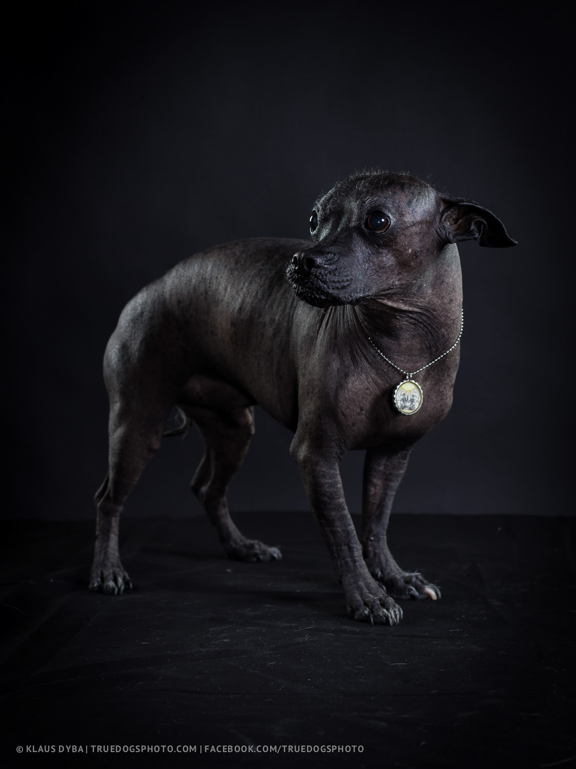 dog Cat naked sphinx Xoloitzcuintle animal phase one p 40+