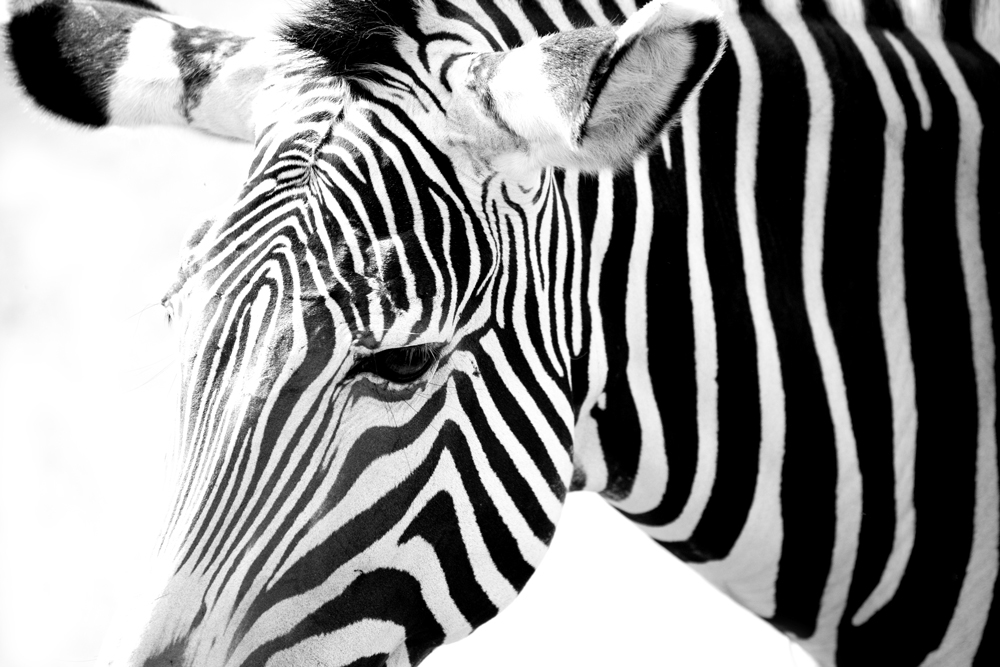 animal tier fotografie Canon zoo