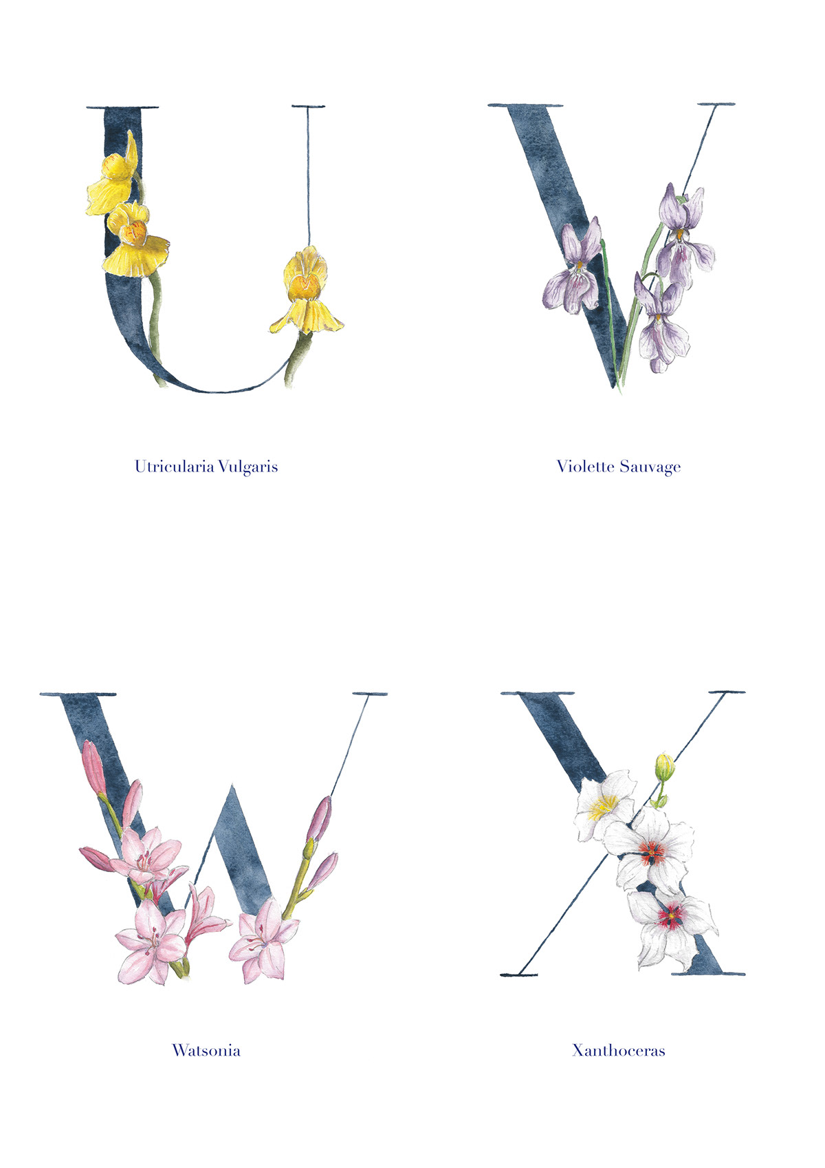 watercolor Typographie Didot flower tapeface graphicdesign alphabet abécédaire