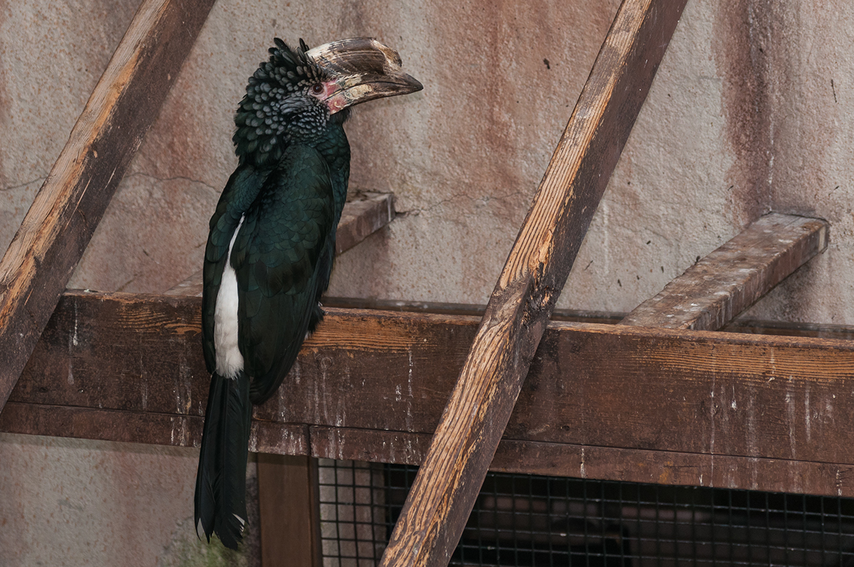 Adobe Portfolio birds Nature exotic birds wildlife feathers plumes parrots Finches pigeons
