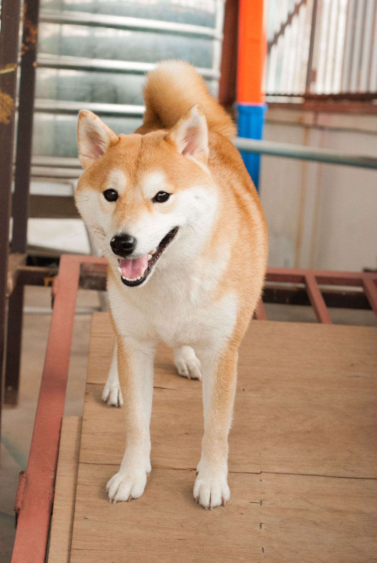 dog Pet shibainu shiba dog canine japanese dog