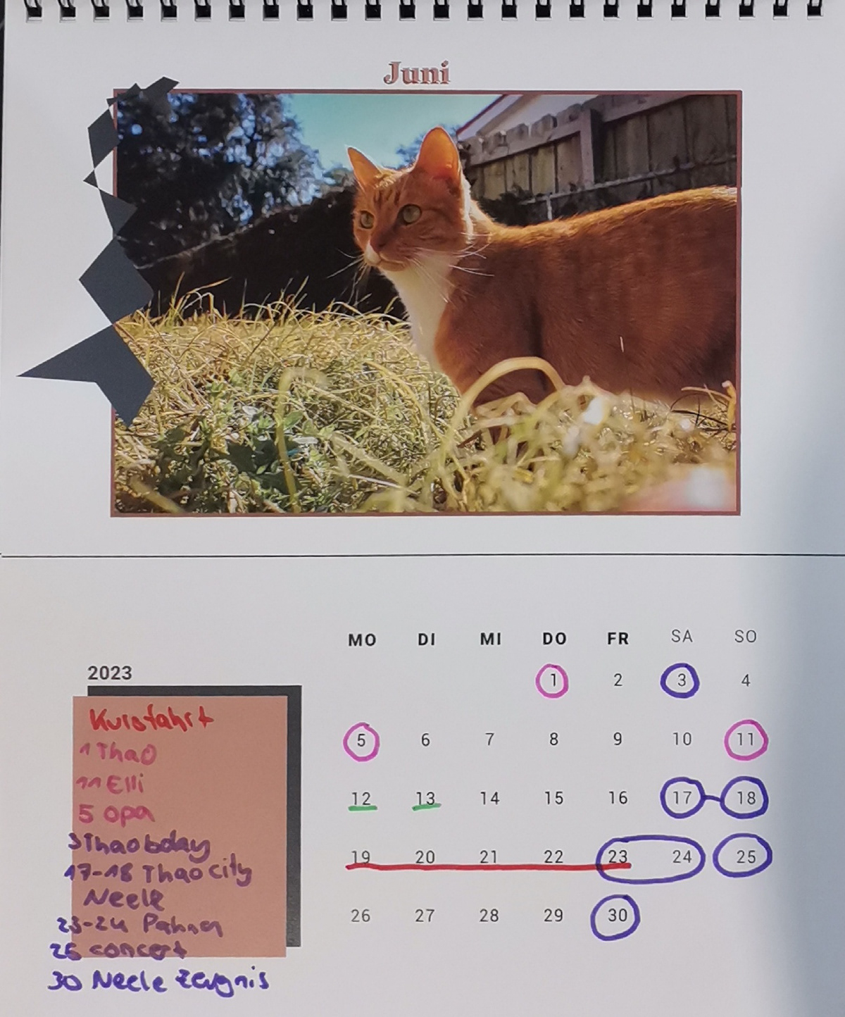 kalender design Katze