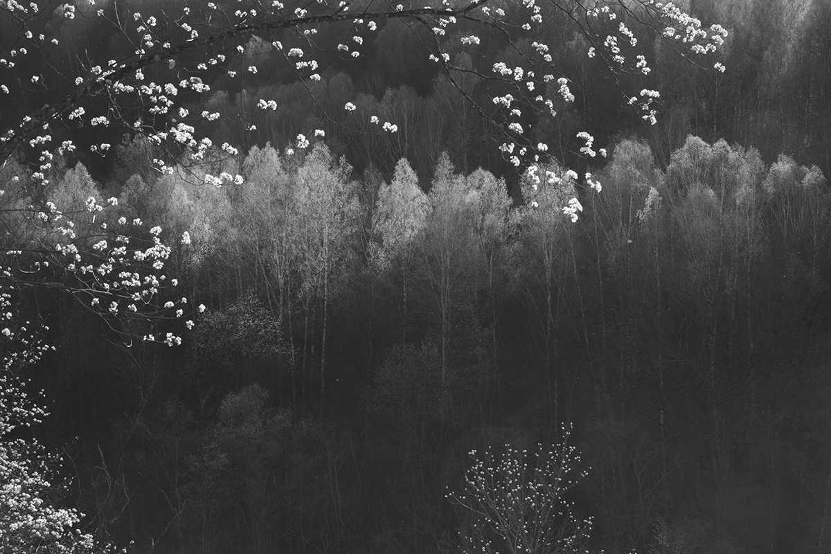 black & white lietuva lithuania Mindaugas Buivydas tree art