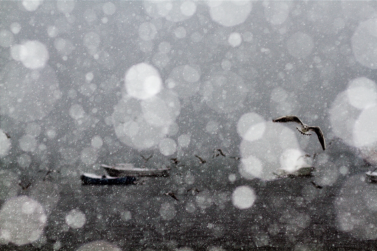 snow cold winter SKY alone bird seagull istanbul Turkey
