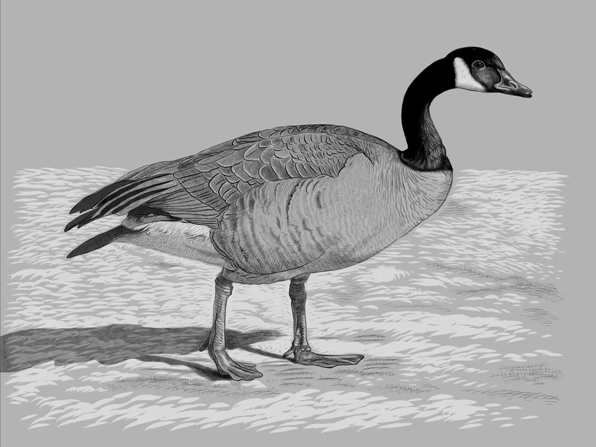 Drawing  adobefresco Goose winter