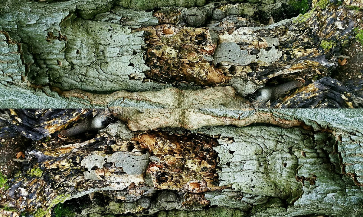bark of tree collague pattern Nature