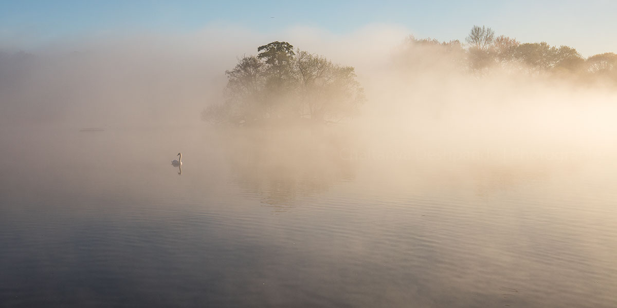 swan england birds birdlife wildlife Birds in England UK swans Cygnets water reflection flight DAWN mist