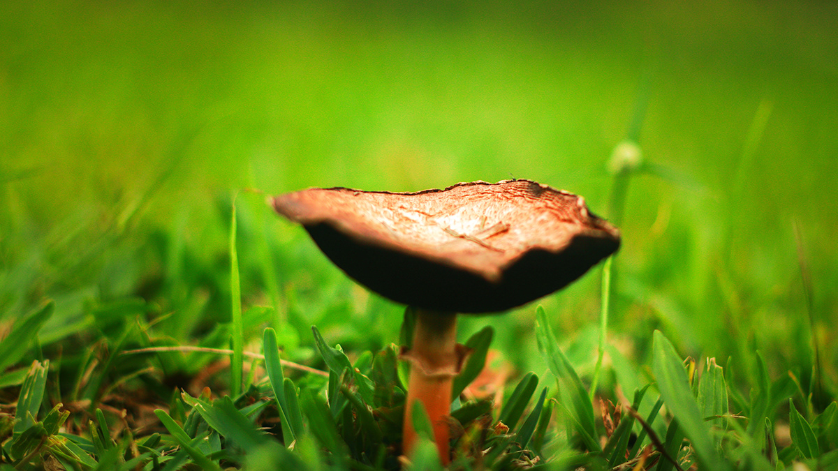 Image may contain: grass, fungus and mushroom
