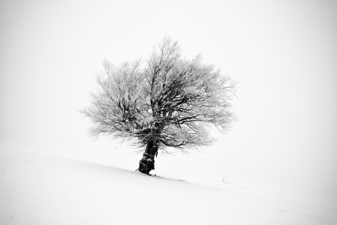 michaelschlegel monochrome long exposure minimal Minimalism Tree  black forest winter snow