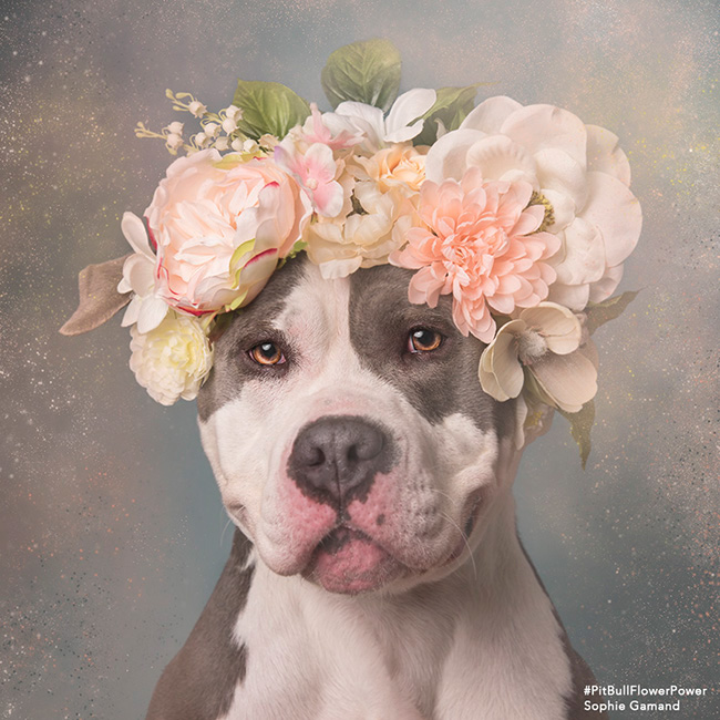 dog dogs Pet Pit Bull pit bulls flower power Flowers Sophie Gamand shelter dog rescue
