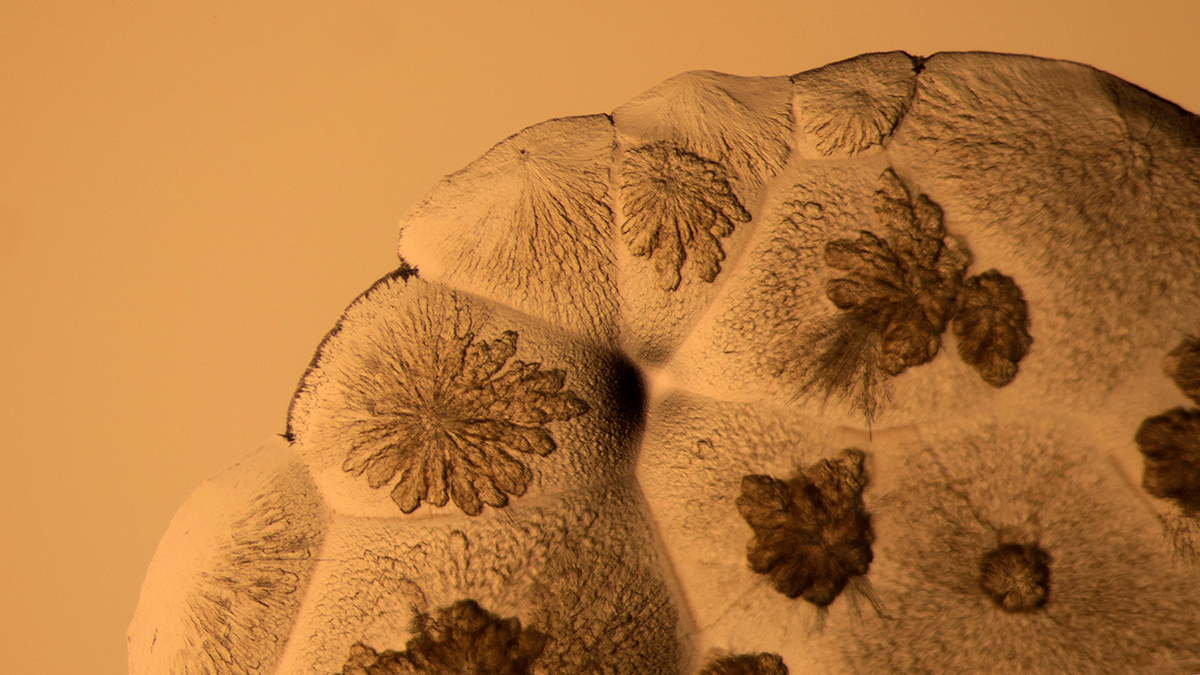 fine art microscope microphotography crystal alum