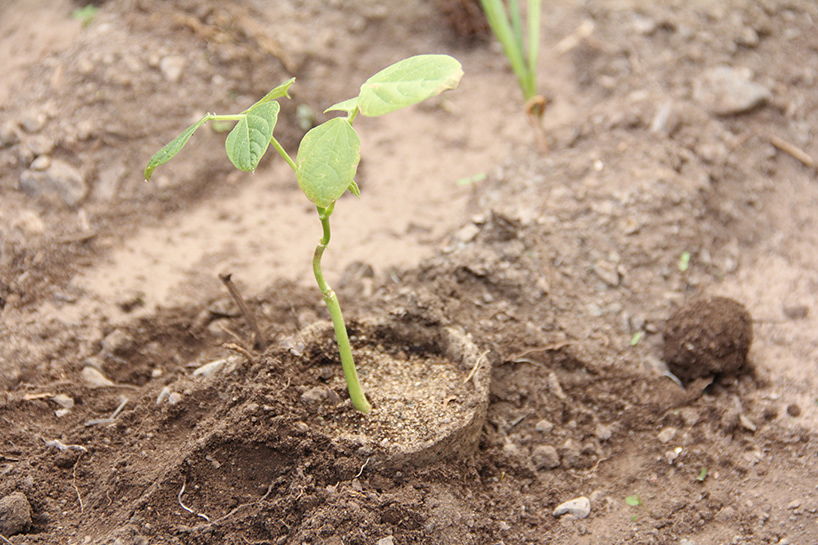 design Agronomy  urban agriculture  social  biodegradable pot fertilized pot
