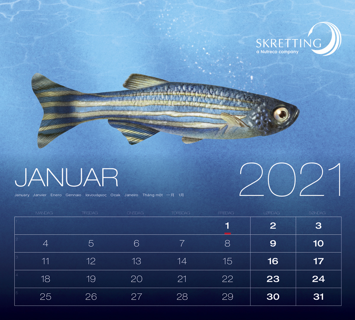 Advertising  animal calendar fish ILLUSTRATION  Nature no fiction no fiction illustration scientific illustration