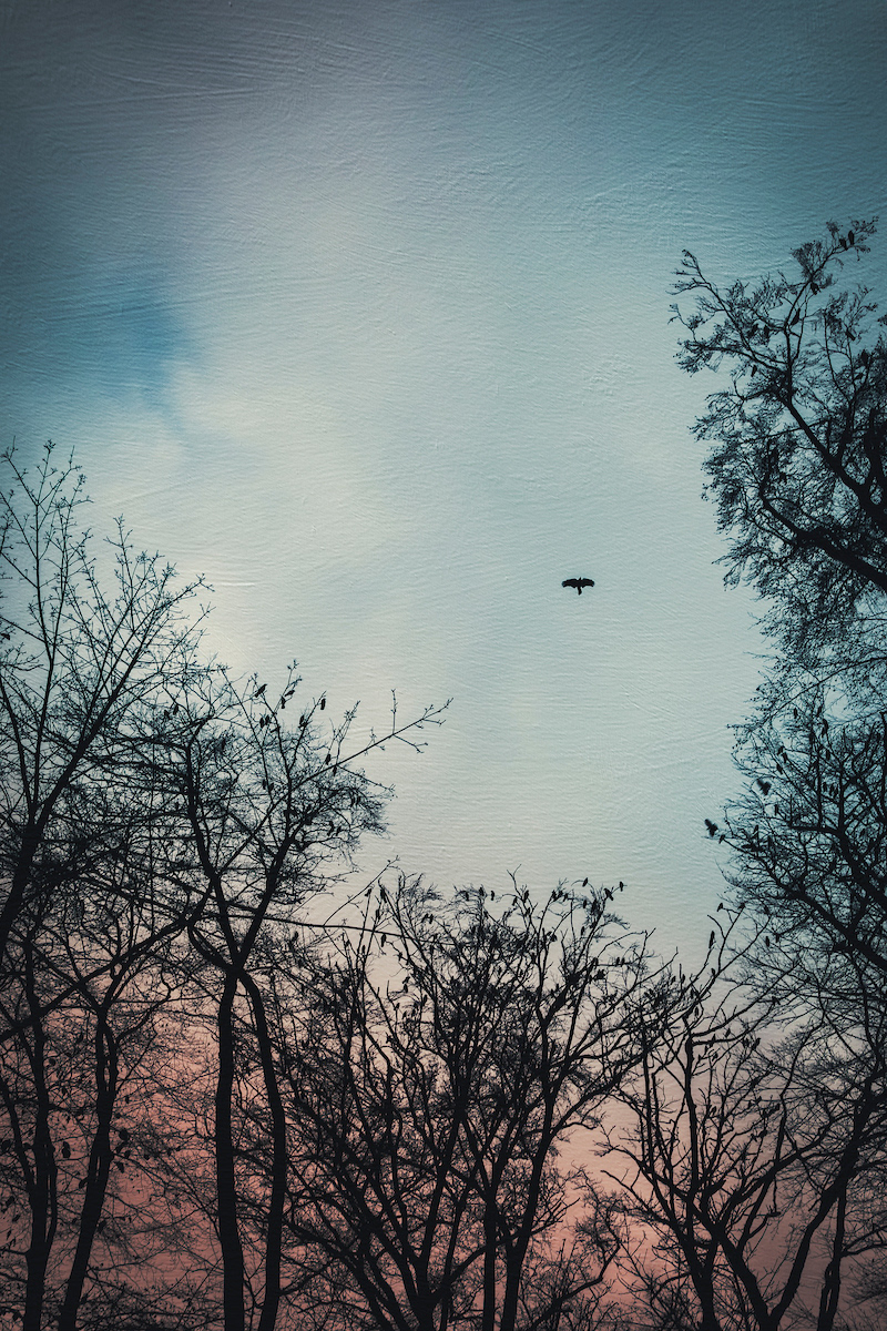 trees SKY sunset winter cloudy atmosphere flock of birds murder of crows painterly