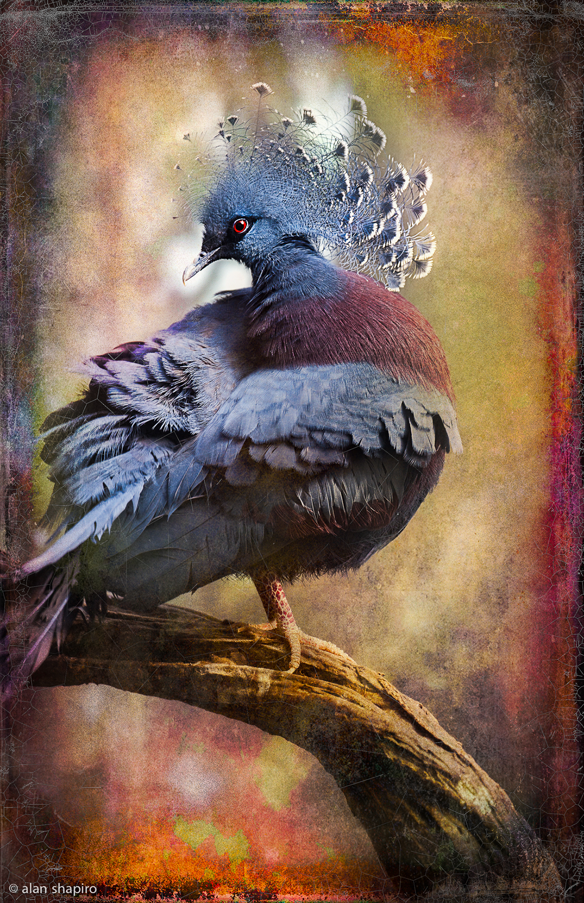finer feathered friends  alan shapiro photography renaissance bird portraits  birds  bird portraits wildlife  textures  nature