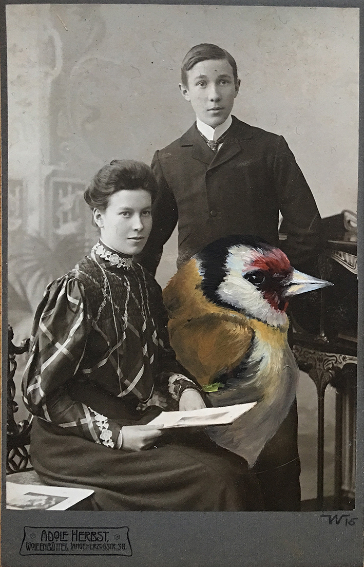 Oil on Foto bird painting on foto