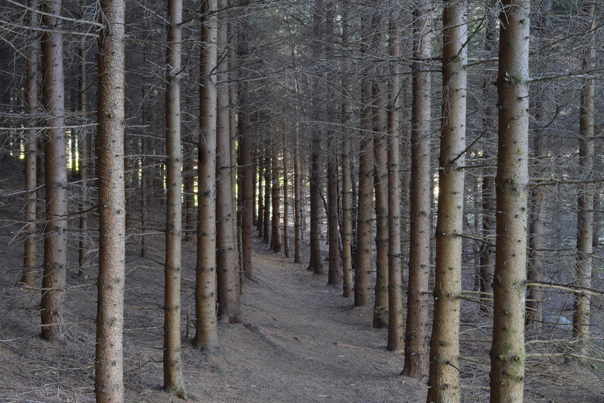 Adobe Portfolio Ultra hi-res canadian Forests pepwinner