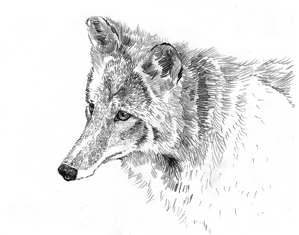 animals north america pencil sketches wildlife