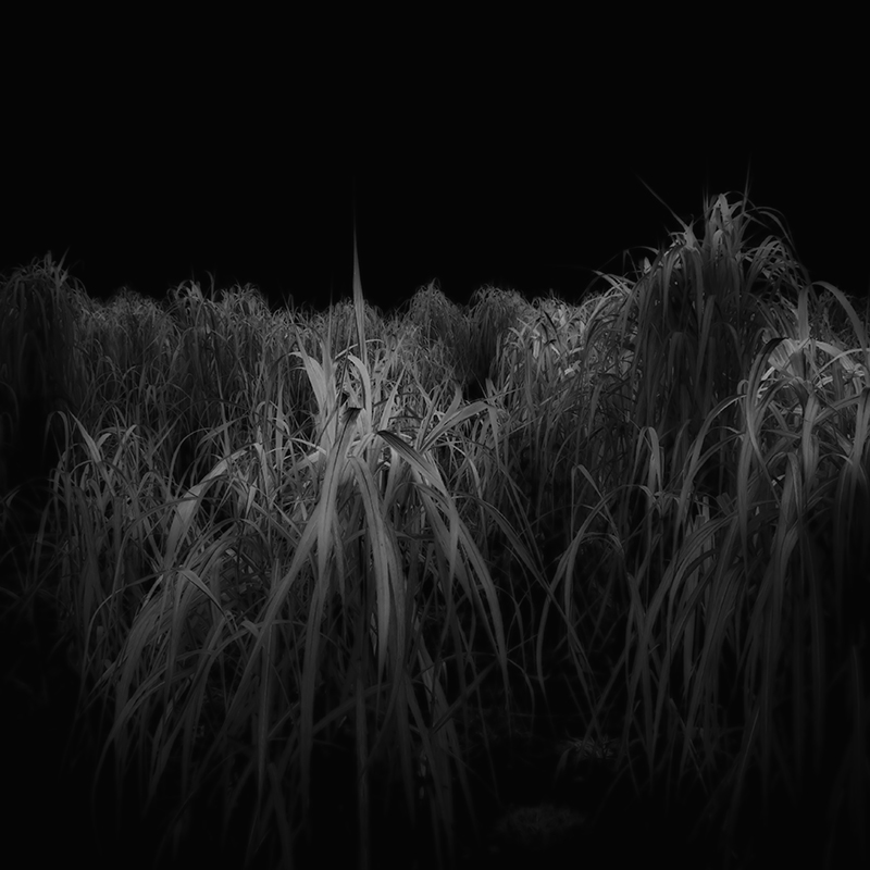 Jürgen Heckel photo black and white Nature