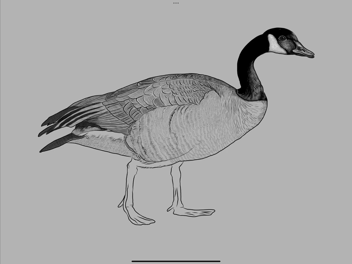 Drawing  adobefresco Goose winter