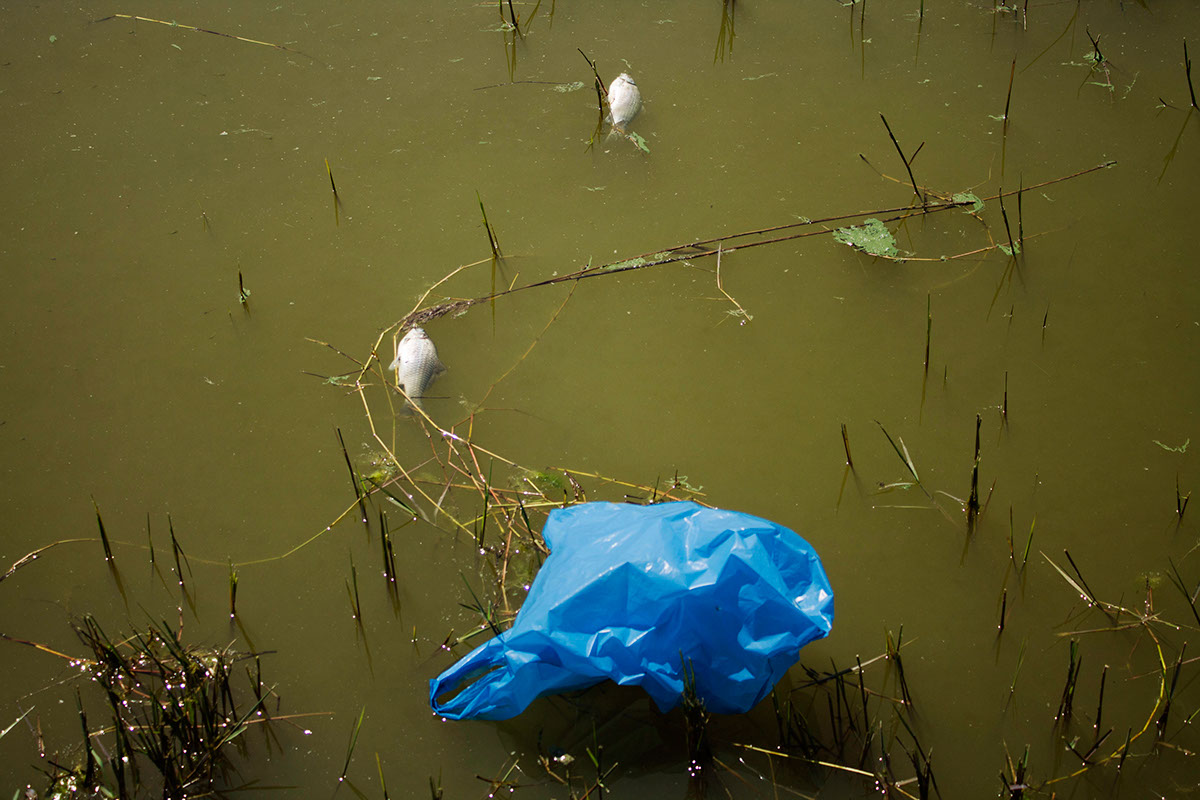 duck wildlife destruction pollution photoshoot photos selfishness karma lake Ambient