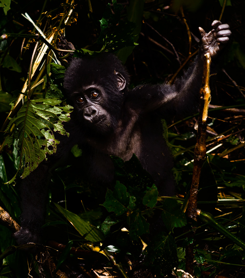 wildlife Gorillas Uganda Bwindi rainforest Silverback Young Nature