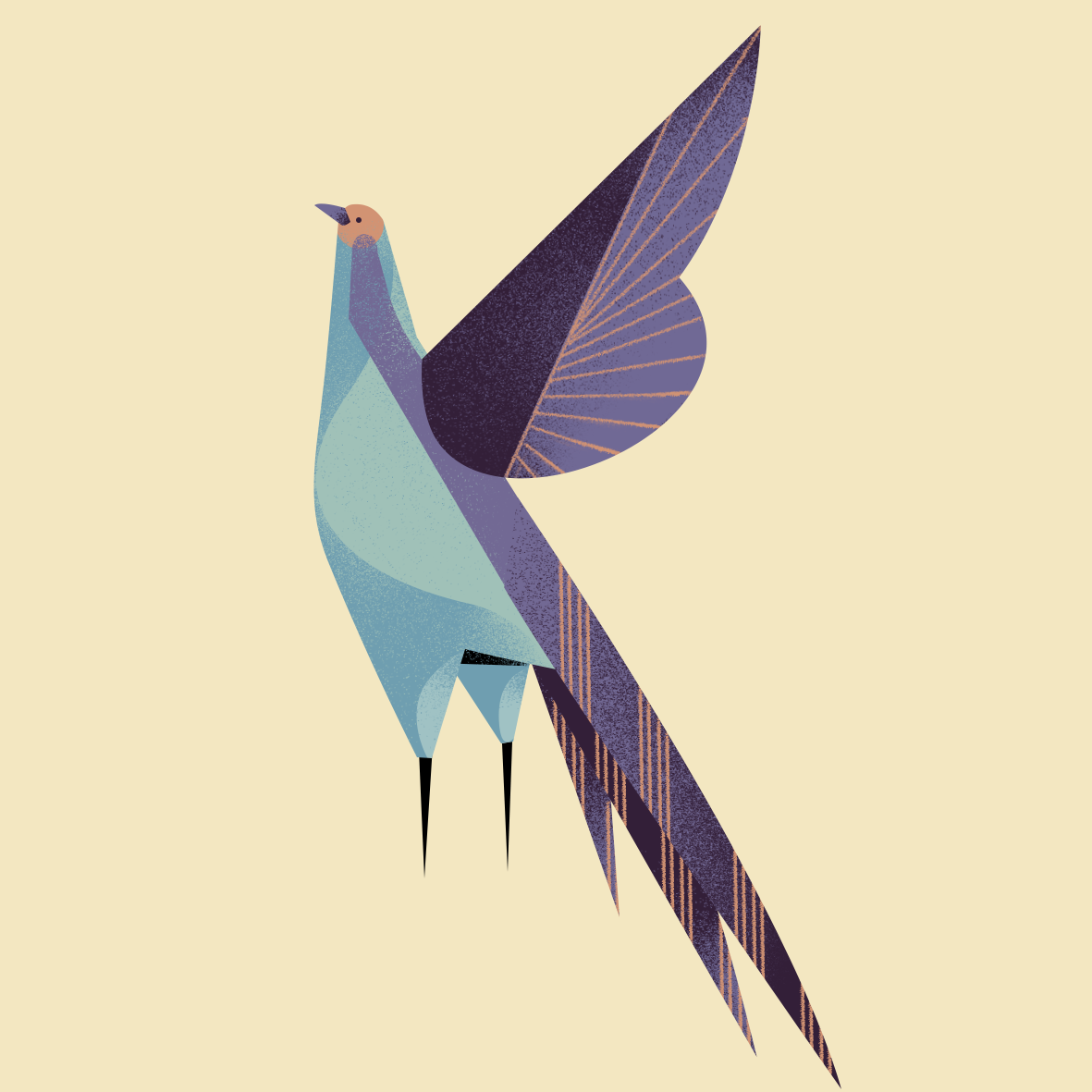 bird ILLUSTRATION  Illustrator