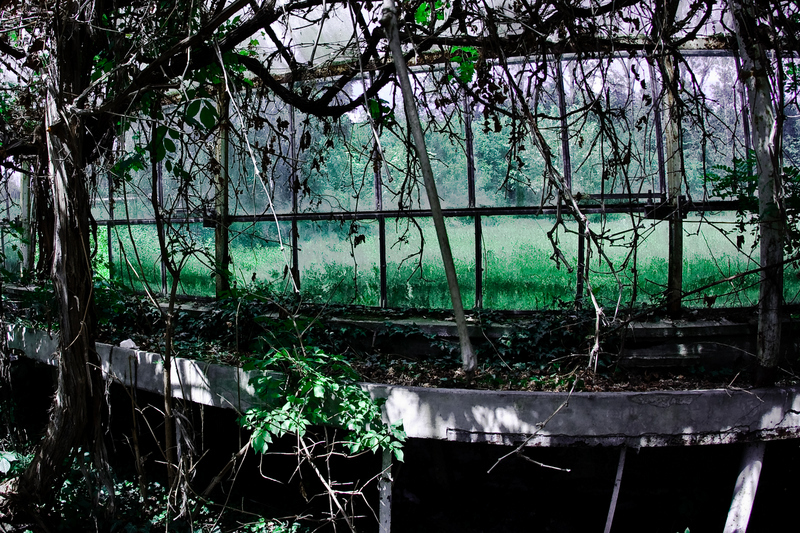 abandoned nightmare krakow  tyniec  szklarnia opuszczona opuszczone Nature wild Plant glasshous greenhouse Green House