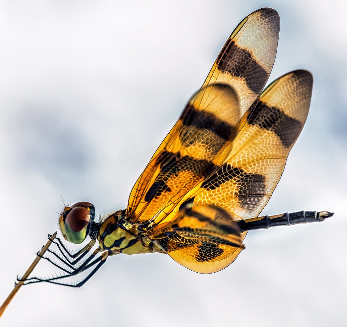 dragonfly close up macro
