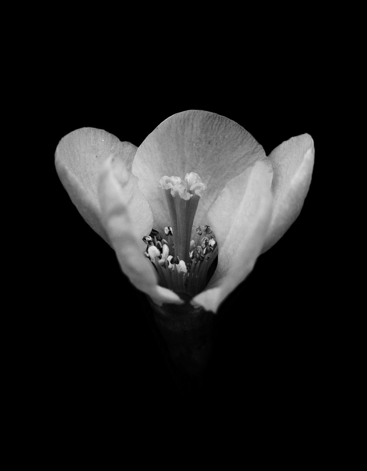 flower Flowers bw blackandwhite Nature black White spring