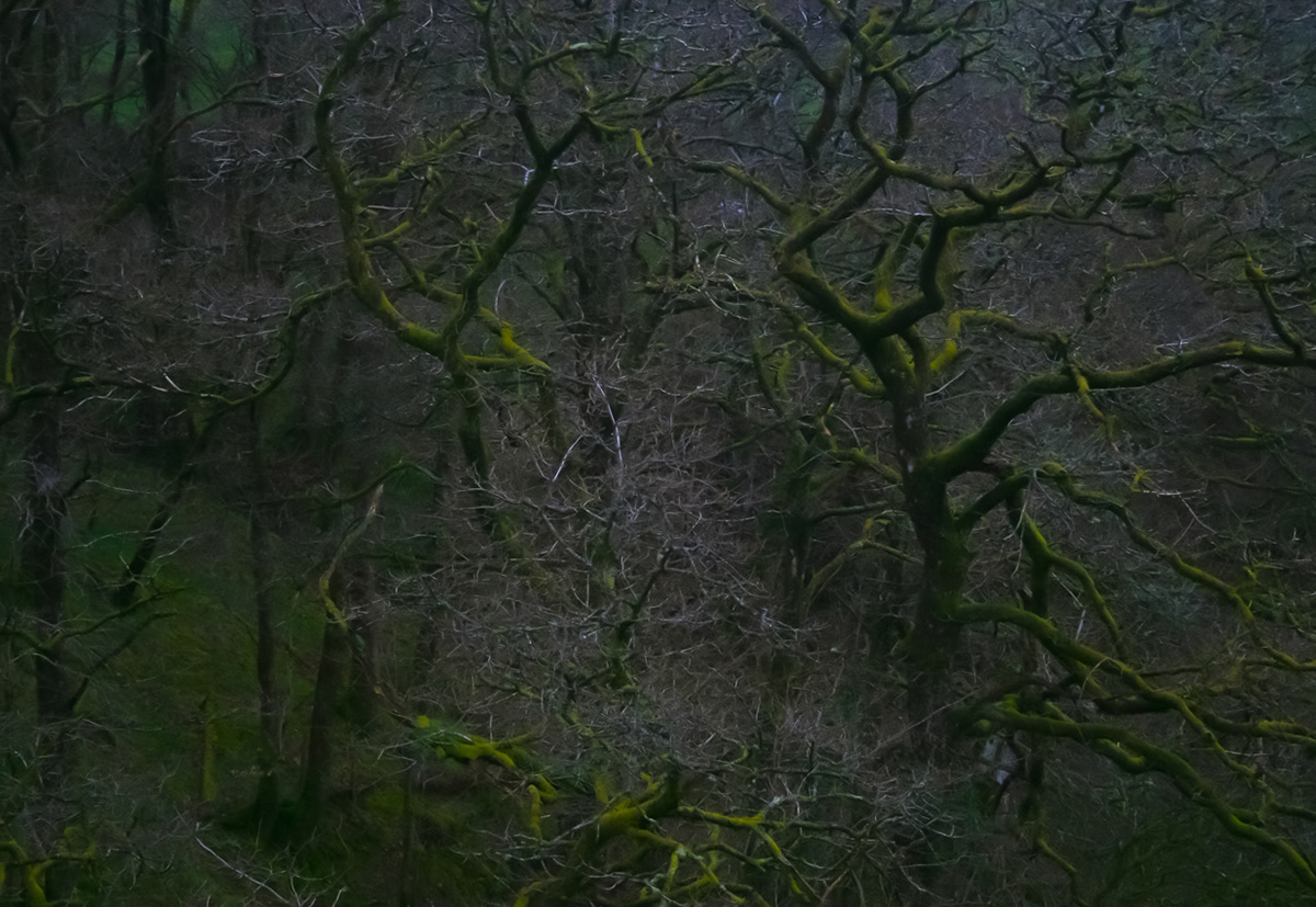 low light woodland wales Nature Cambrian mountains dream states mid wales oaks