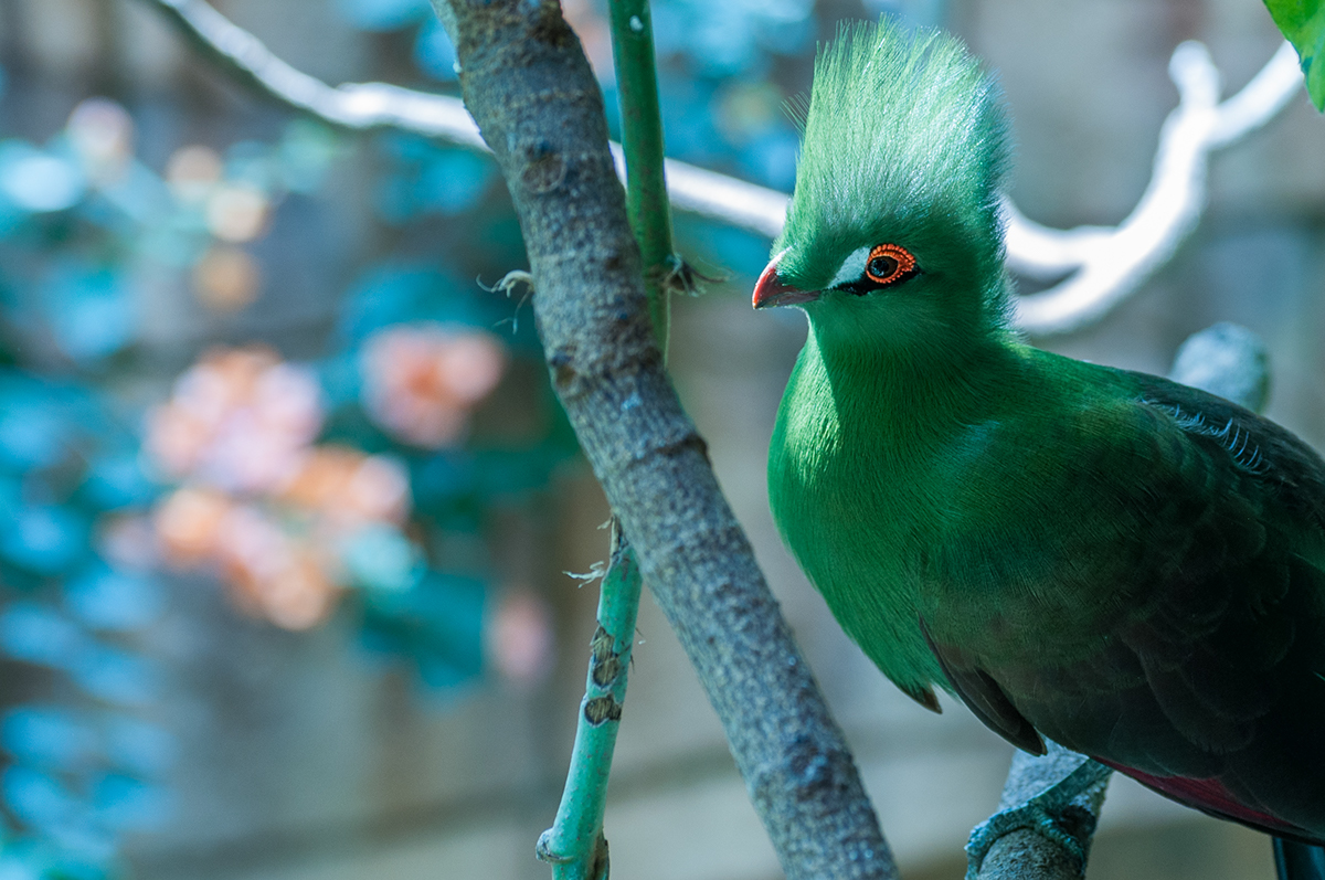 Adobe Portfolio birds Nature exotic birds wildlife feathers plumes parrots Finches pigeons