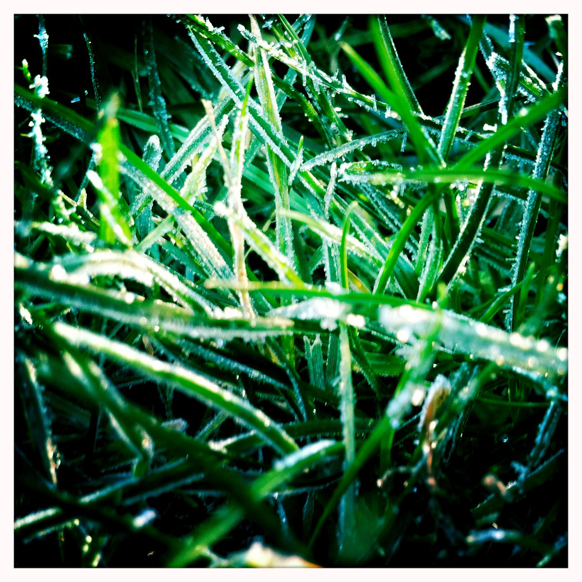 light frost ice Nature grass leaves untouched