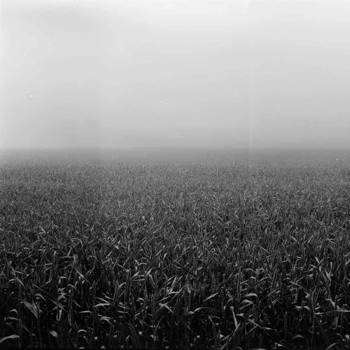 b&w bw black and white photo fog grain square 6x6 120mm 120 mm abstract atmosphere lens carl zeiss scan