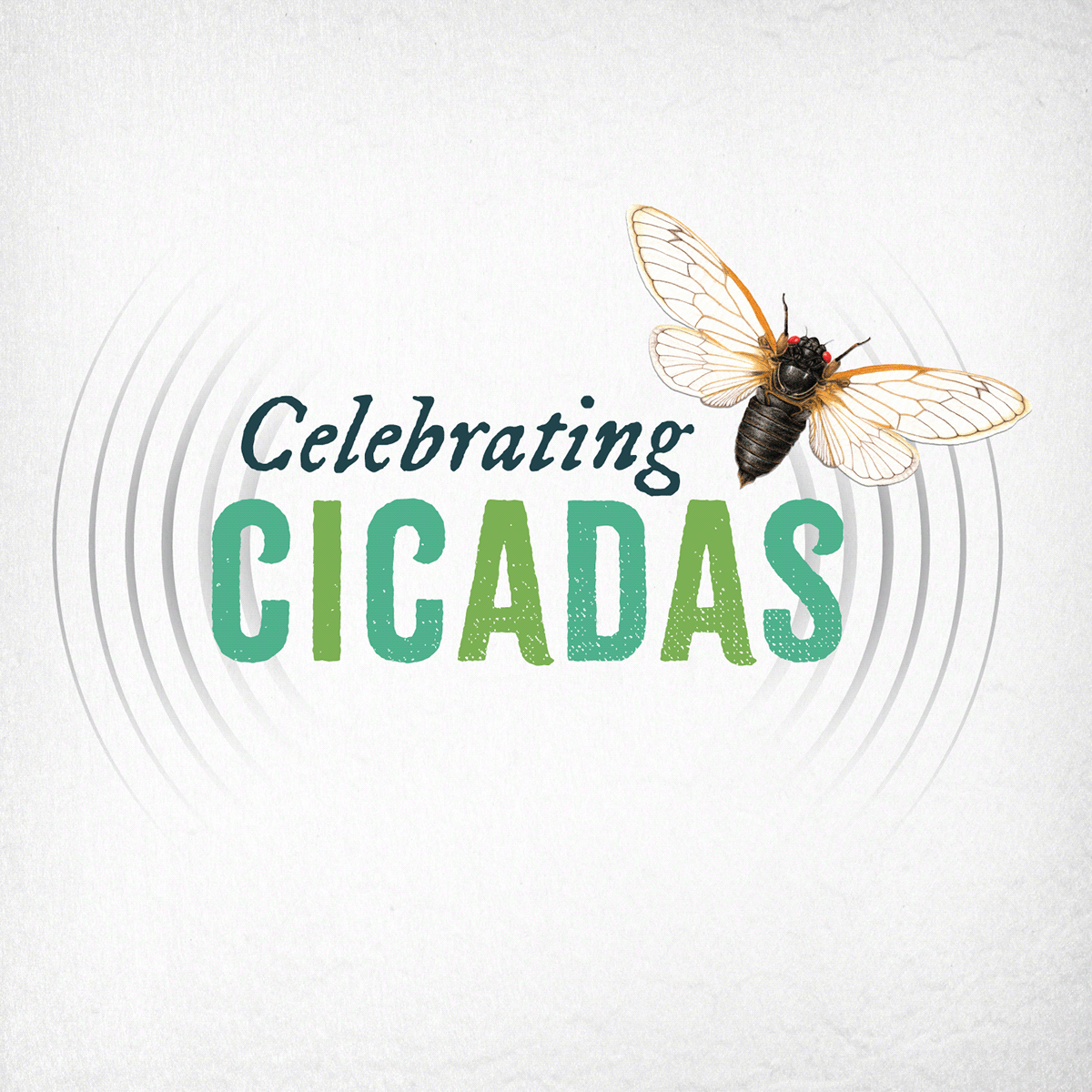 Celebrating Cicadas logo with scientific cicada illustration