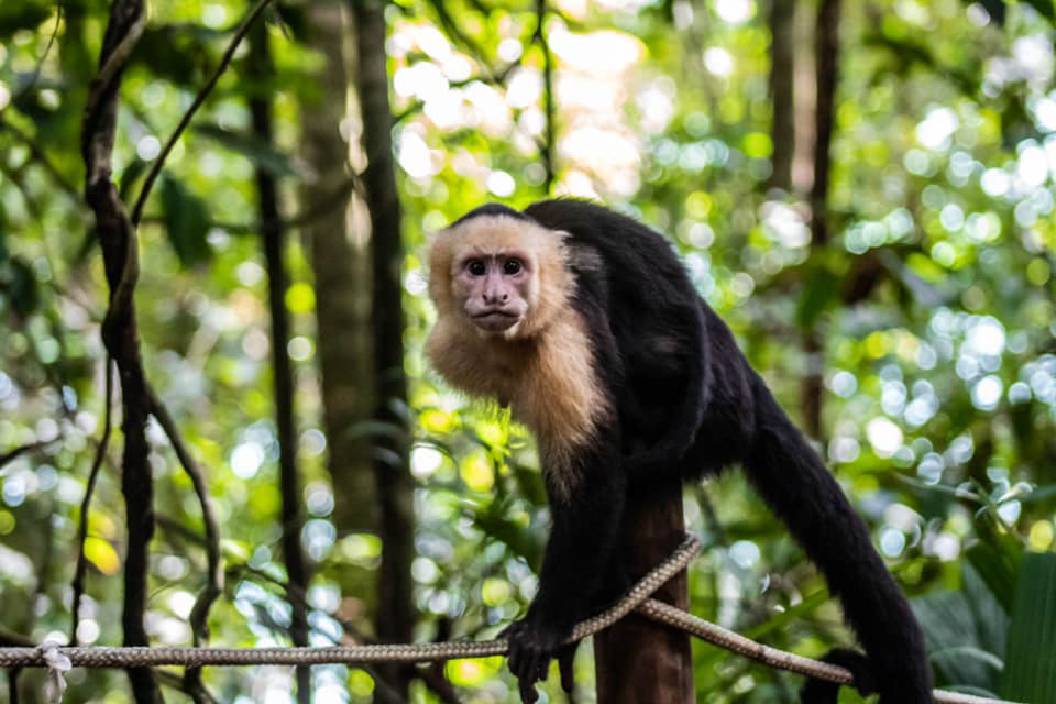 Fotografia fotografo monkey monos naturaleza Nature