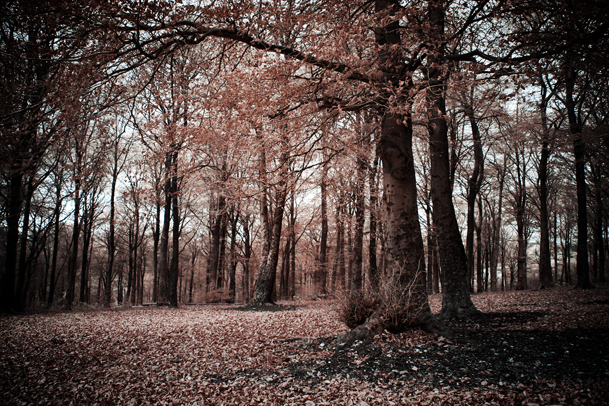 infrared Landscape forest trees woods autumn Fall