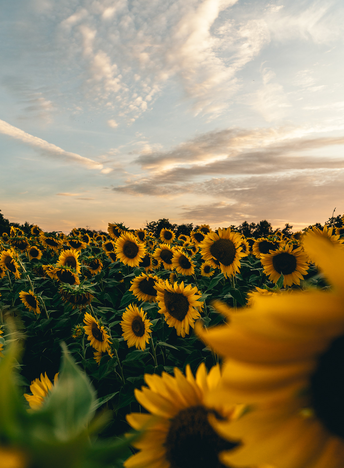 Photography  sony alpha landscape photography Landscape sunflower sunset Flowers yellow