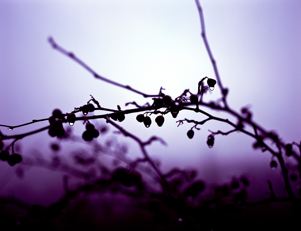 trees  rain drips droplets winter purple