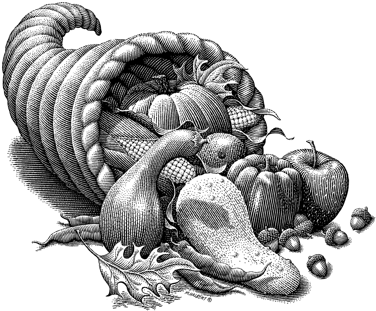 Food  plants Garlic Onion corn scratch board woodcut  engraving scratchboard pen and ink blue berries