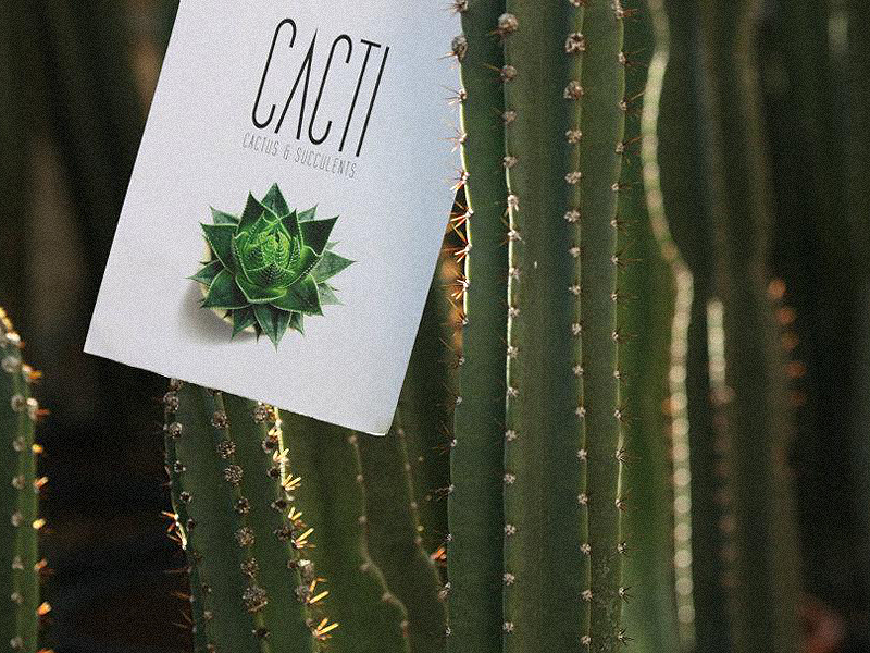 cacti  Cactus brand amman jordan local shop retailer Roses Flowers