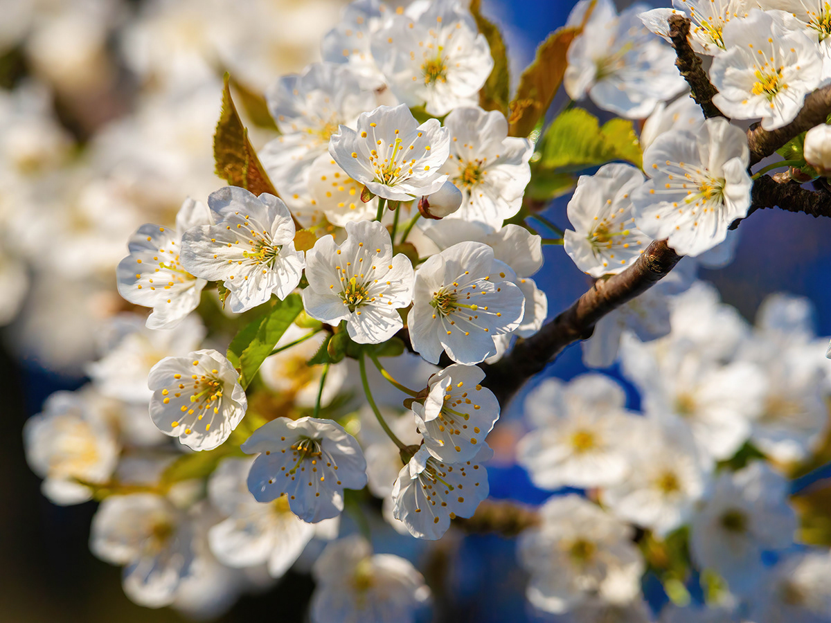 flower spring Tree  White