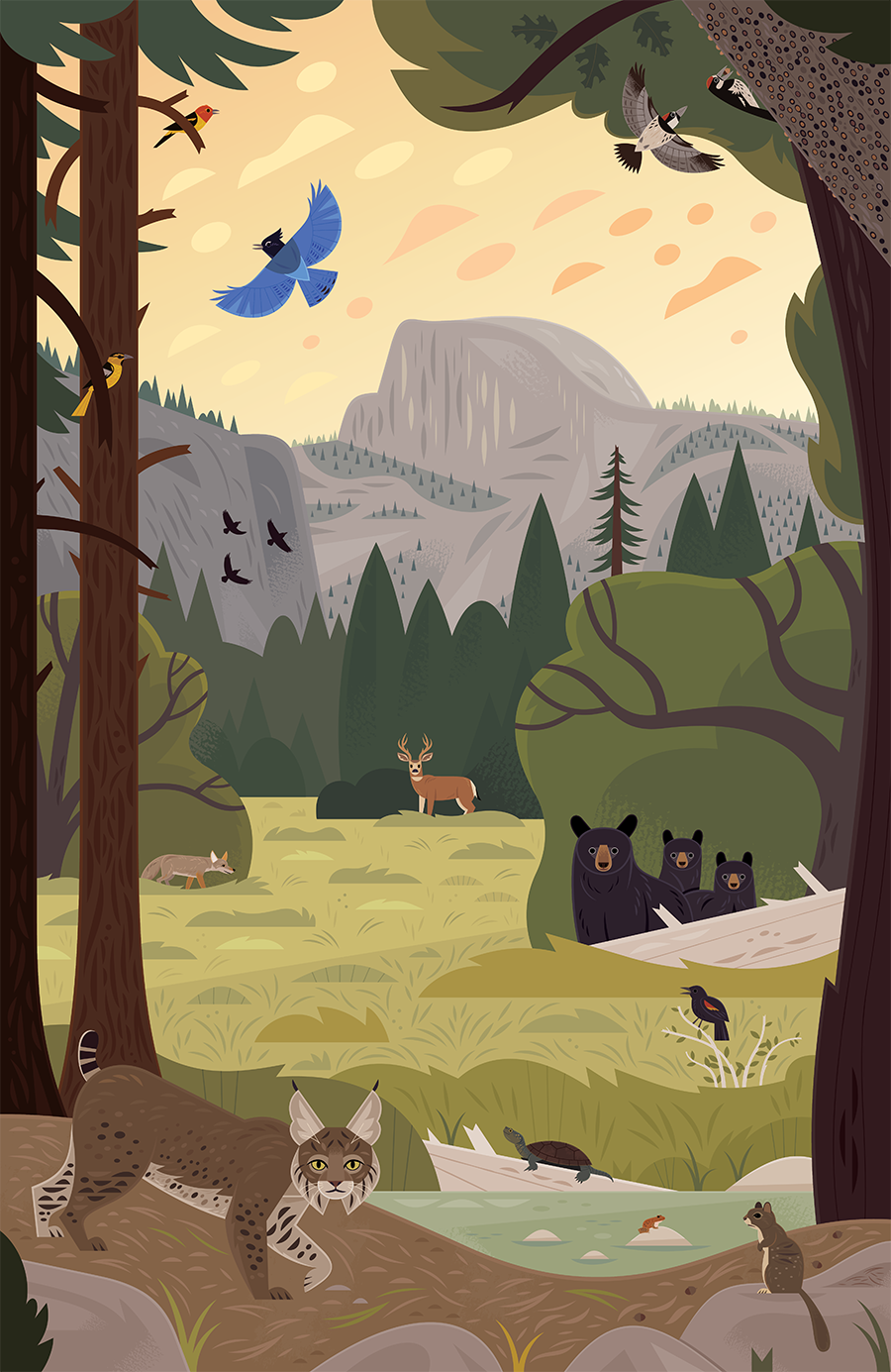 ILLUSTRATION  illustrated map infographic animals wildlife Nature national parks vector camping Yosemite National Park
