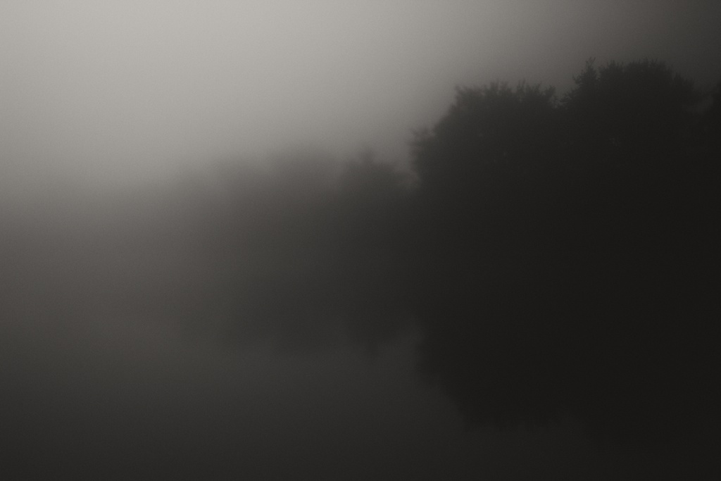Adobe Portfolio trees dead trees fog color photography black and white
