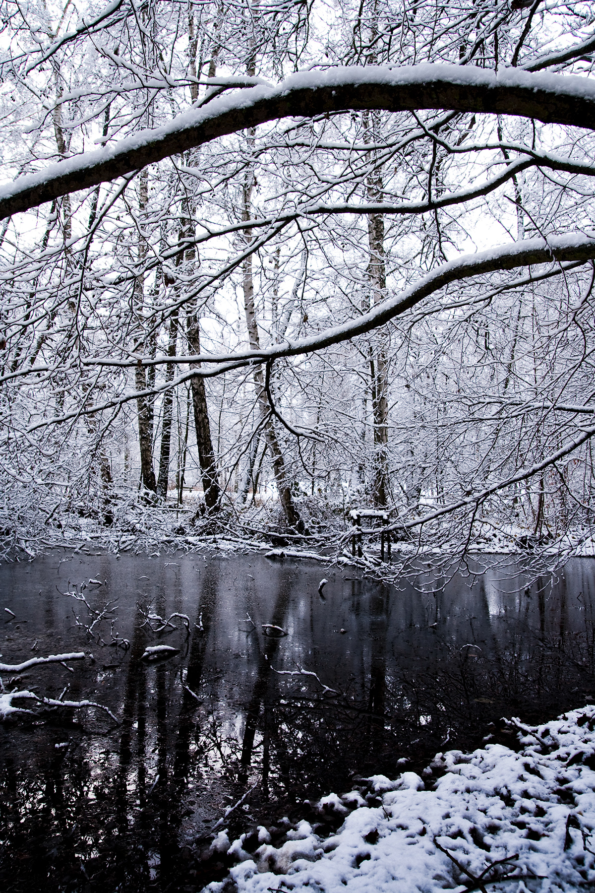 winter germany snow White High Key erlangen Landscape wonderland Tree  forest woods