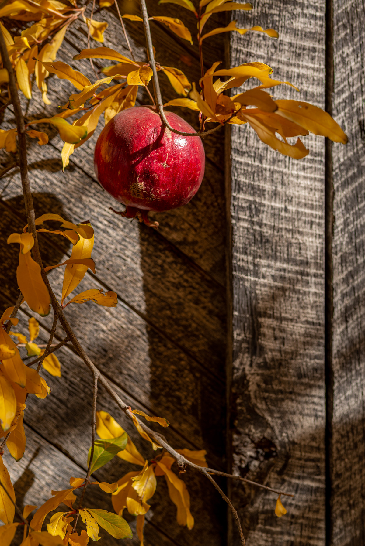Nature still-life Photography  pomegranate scottweaver