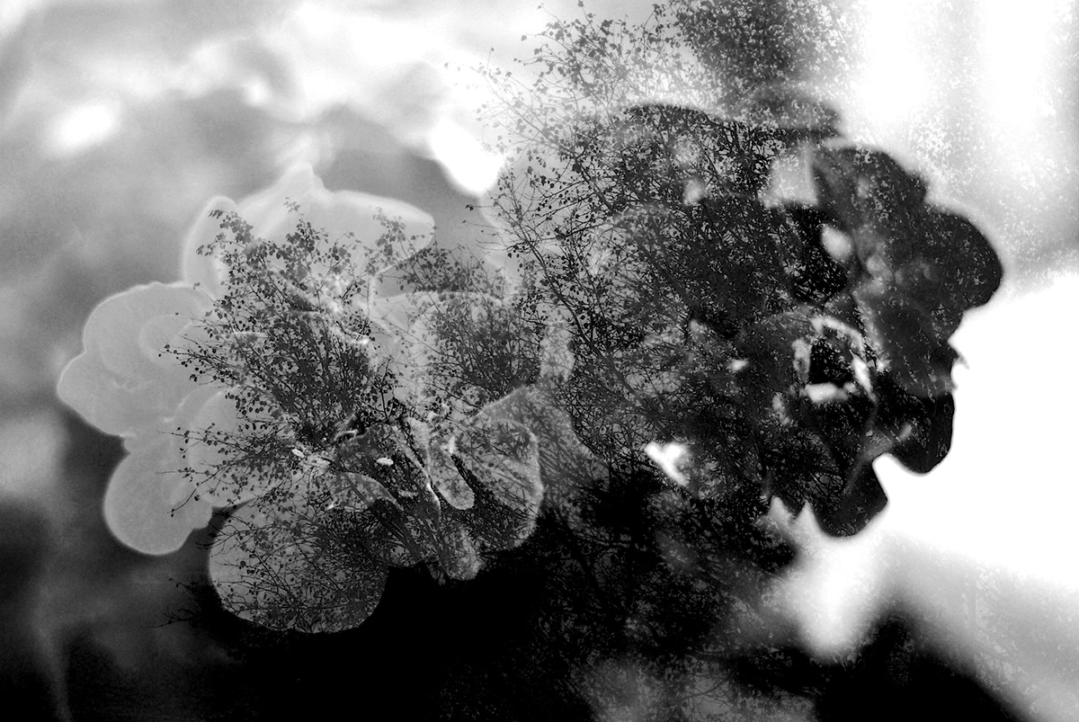 black and white Tree  flower winter fog cold